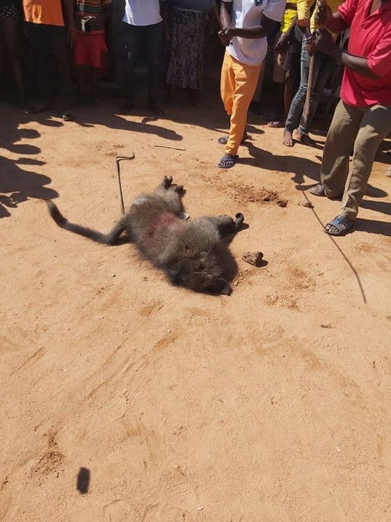 Residents kill and eat baboon in SA (photos)