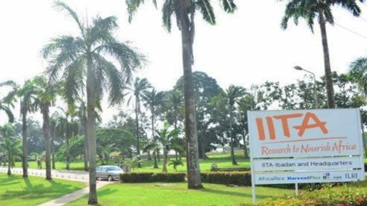 COVID-19: IITA urges govt. to ensure food security