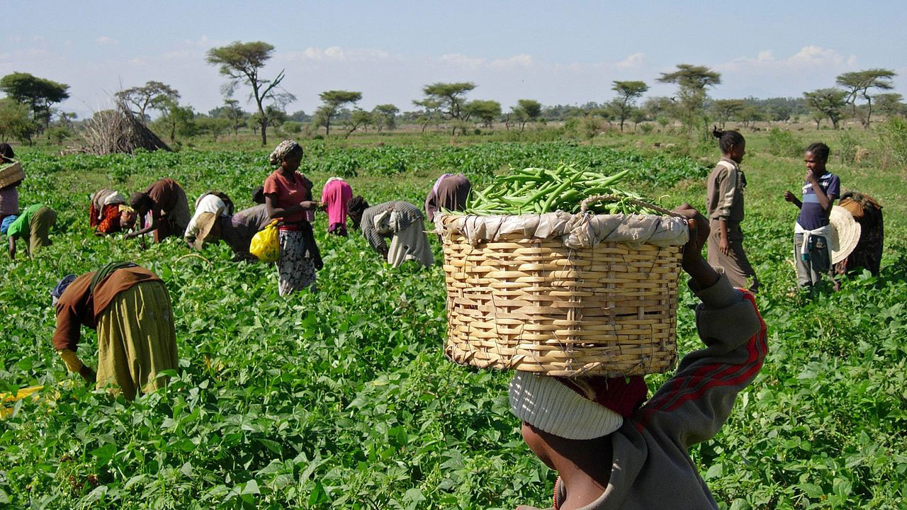 Lagos Govt empowers 6,650 farmers, says official