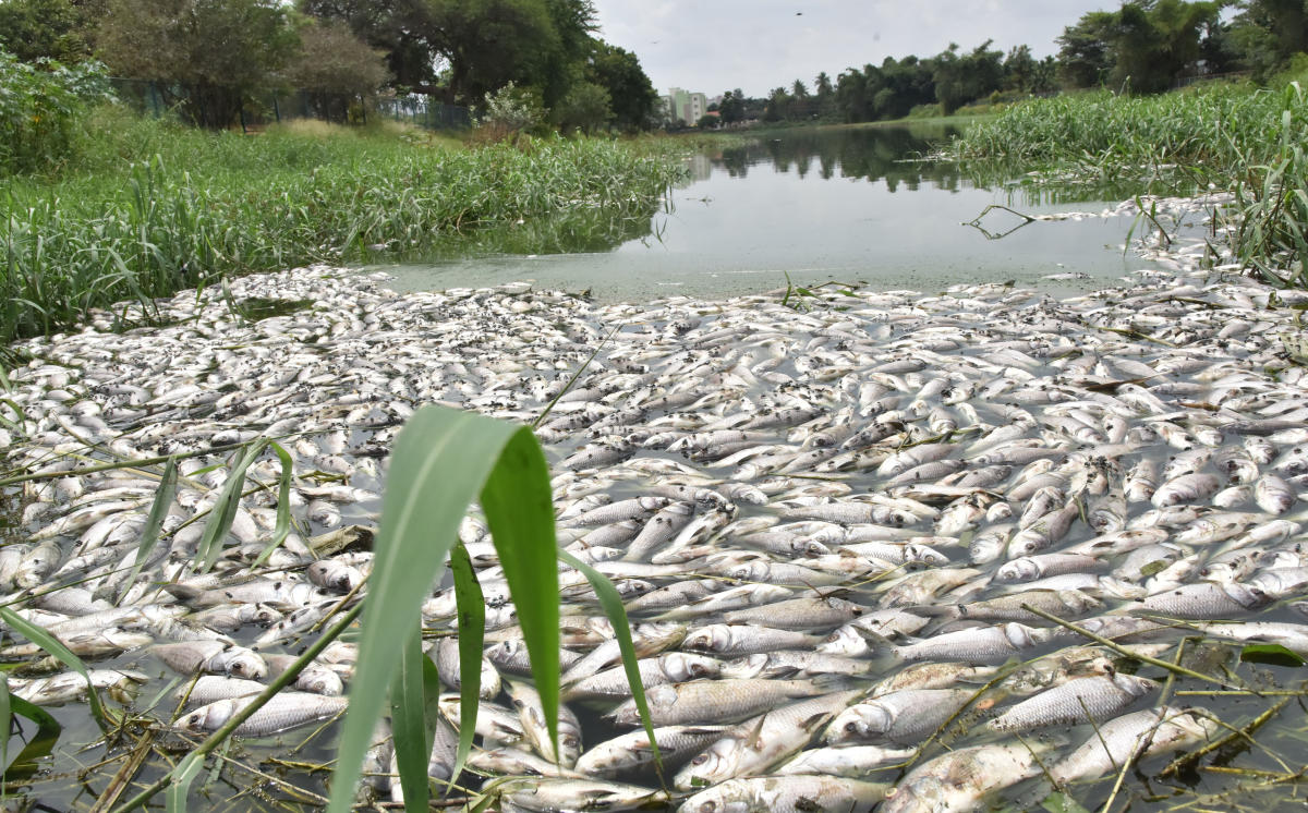 Dead fishes: No discharge of toxic chemicals from Focadus terminal - Shell