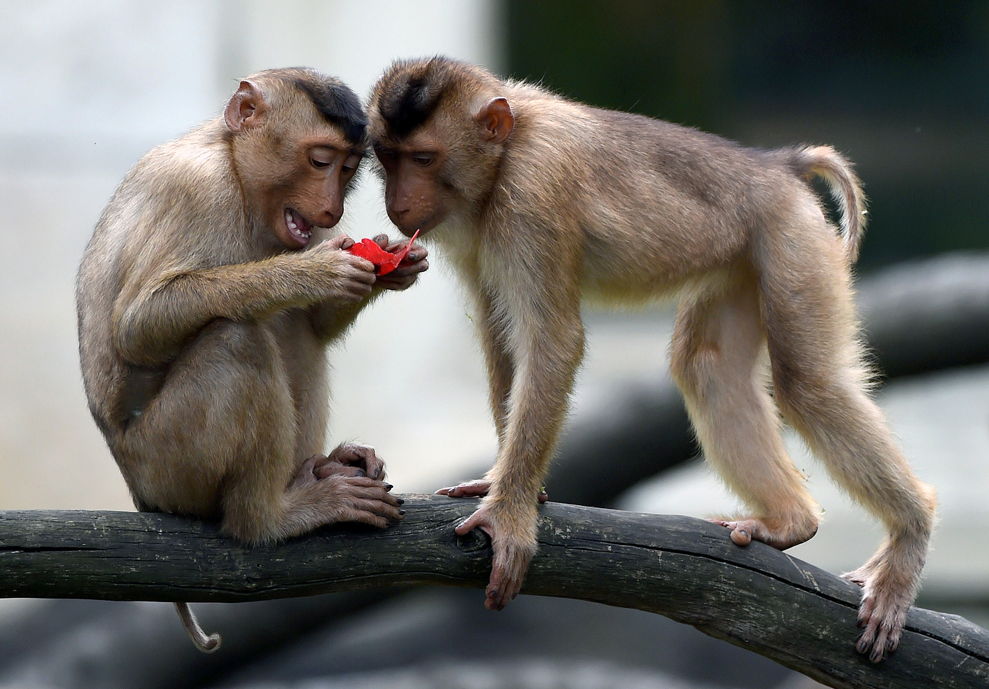 Monkeys steal coronavirus blood samples in India