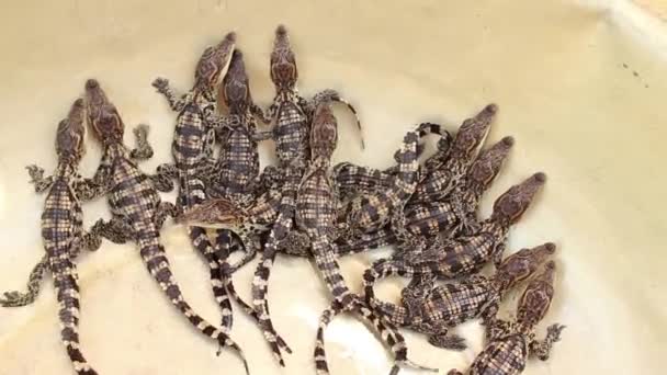 59 baby crocodiles stolen from Australian wildlife park