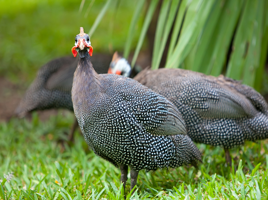 Man faces trial for stealing 4 fowls