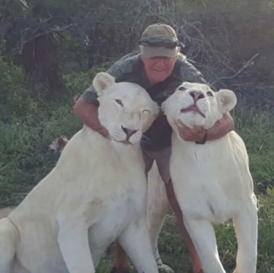 South African man mauled to death by lions at game lodge