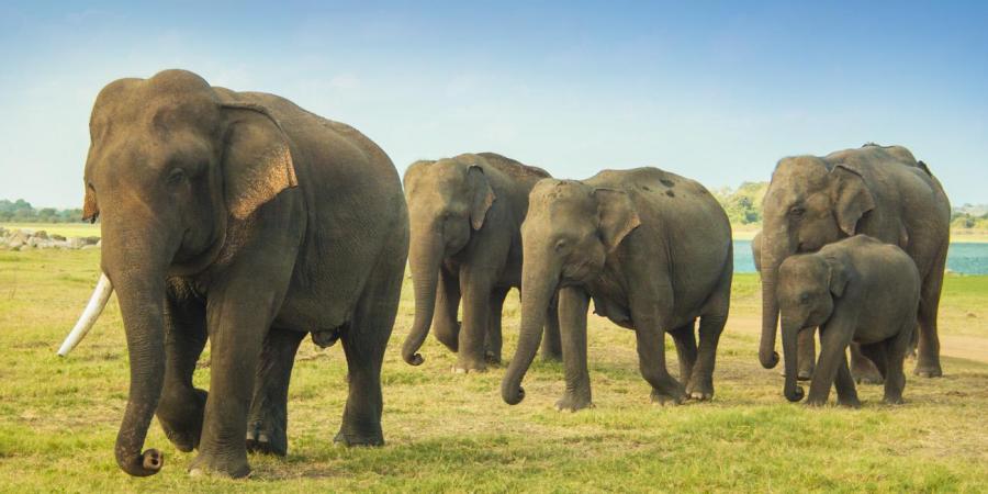 'There are less than 500 elephants remaining in Nigeria'