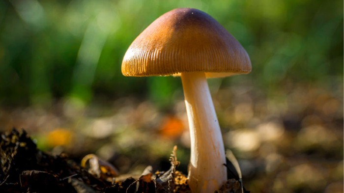 Mushroom production can earn Nigeria more foreign exchange – NEPC