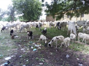 Soldiers recover 139 animals from kidnappers, rustlers in Bauchi