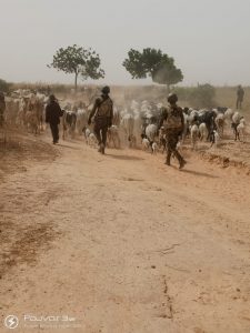 Troops arrest 10 bandits, kill 2, recover 88 rustled livestock