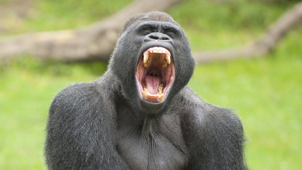 Gorillas at California zoo test positive for coronavirus
