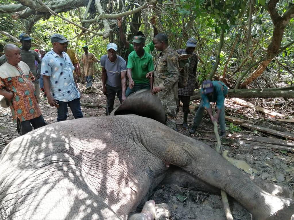 Local hunters kill 4th elephant in 2 years in Ogun State