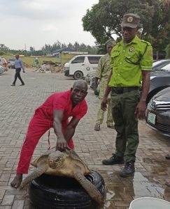 An official of Lagos enviromental protection agency with recovered turtle