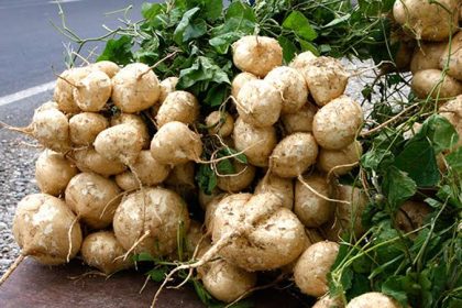 IITA reintroduces African Yam-Bean with 40 varieties